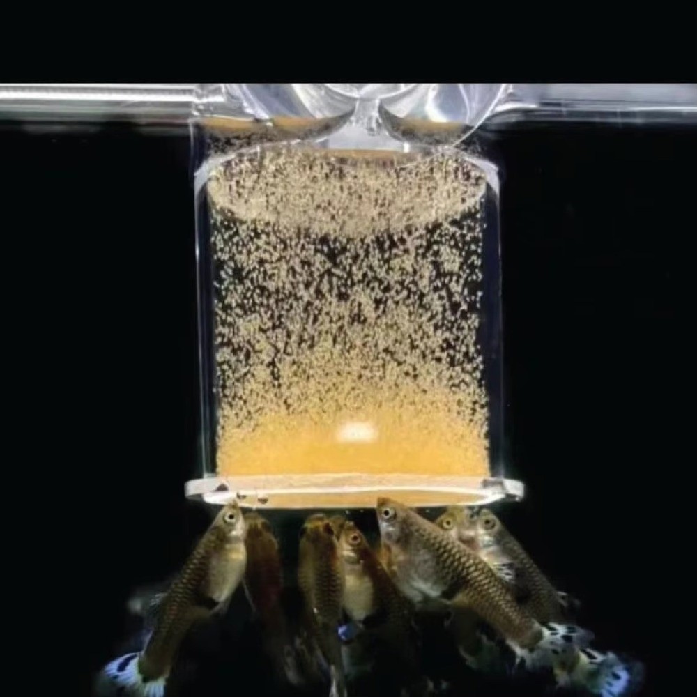 Seaweed Snack - Acrylic Brine Shrimp Feeder Fixed-Point Transparent